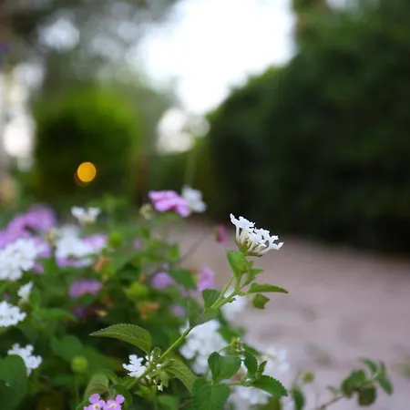 Dionisos Apartamento Pefkochori