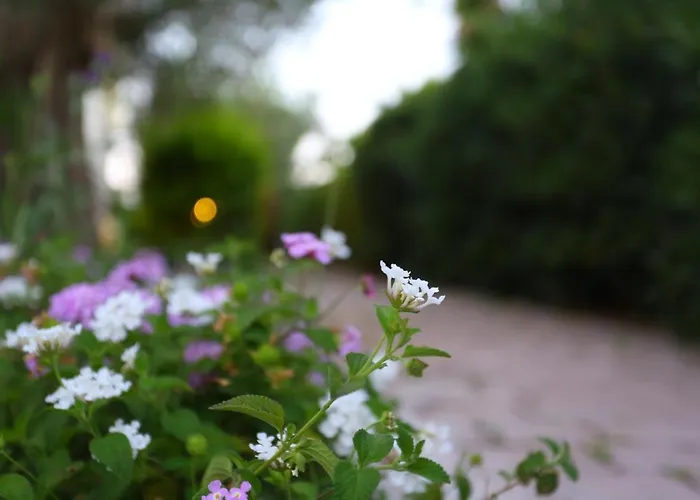 Dionisos 公寓 佩科霍里